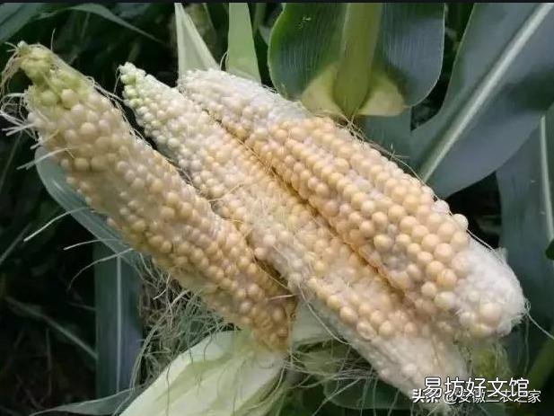玉米只長棒子不結籽是什么情況造成的？