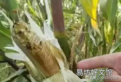 玉米只長棒子不結籽是什么情況造成的？