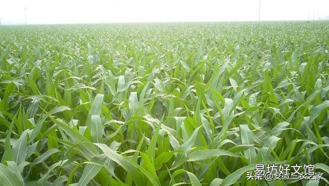 玉米只長棒子不結籽是什么情況造成的？