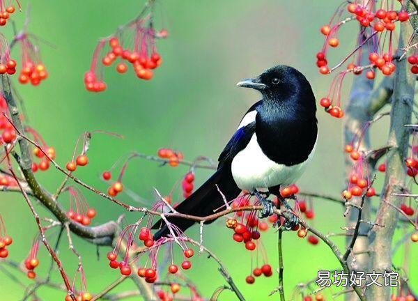 为什么喜雀窝每年从树丫搬来搬去?