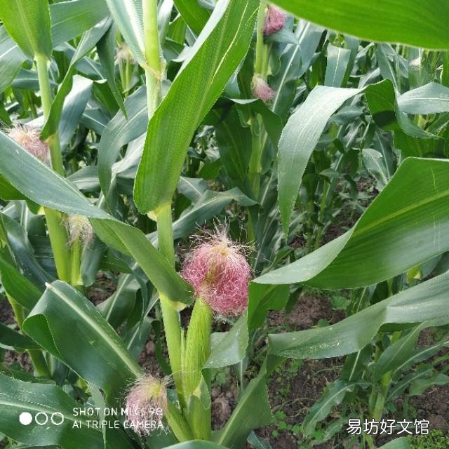 玉米种植什么肥料会提高产量？