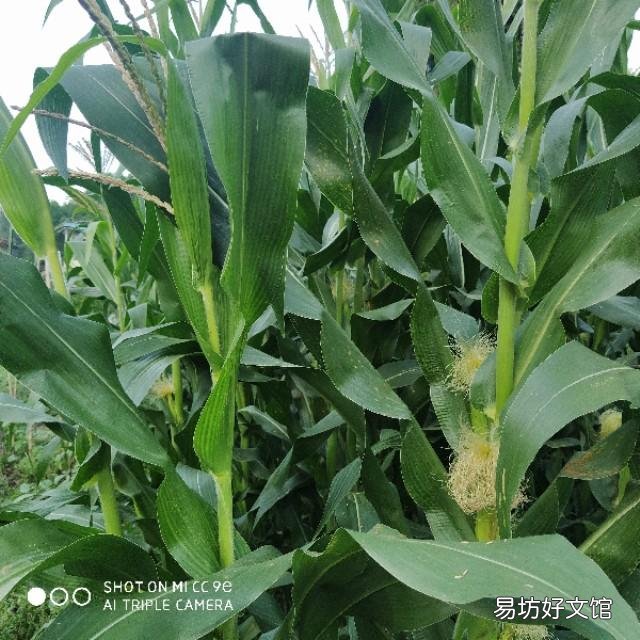 玉米种植什么肥料会提高产量？