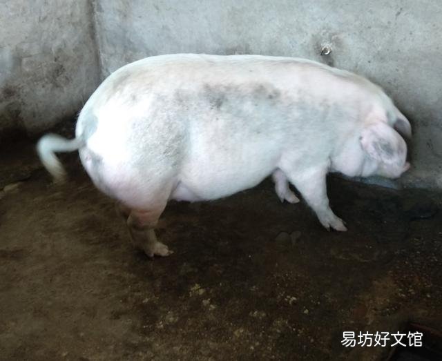 现在,许多农村人非常渴望养几头猪,但真要养的人很少,为什么?