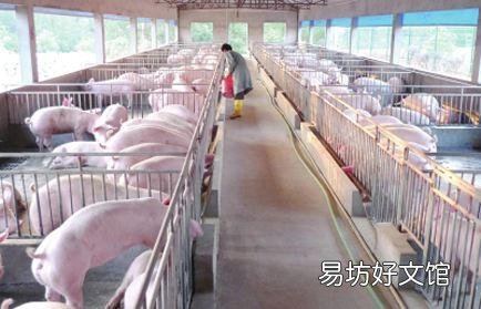 现在,许多农村人非常渴望养几头猪,但真要养的人很少,为什么?