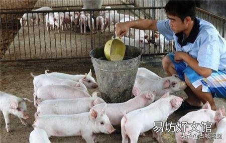 现在,许多农村人非常渴望养几头猪,但真要养的人很少,为什么?