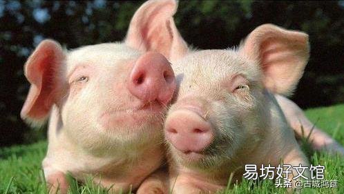 现在,许多农村人非常渴望养几头猪,但真要养的人很少,为什么?