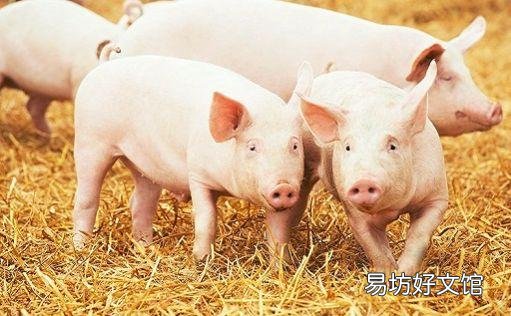 现在,许多农村人非常渴望养几头猪,但真要养的人很少,为什么?