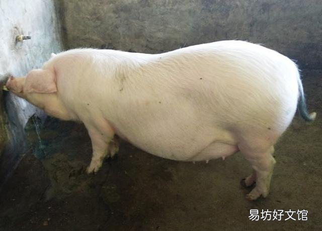 现在,许多农村人非常渴望养几头猪,但真要养的人很少,为什么?