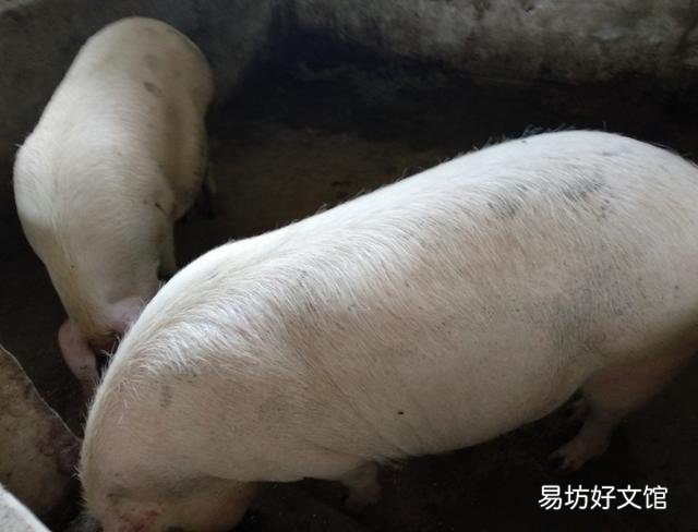 现在,许多农村人非常渴望养几头猪,但真要养的人很少,为什么?