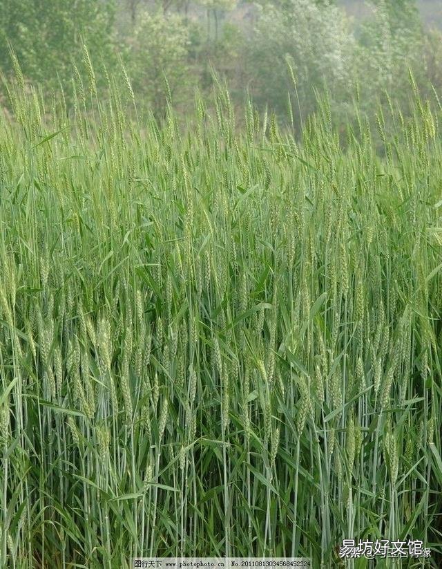 花生收获了以后种植小麦,可以不整地直接播种吗?对产量有啥影响呢?