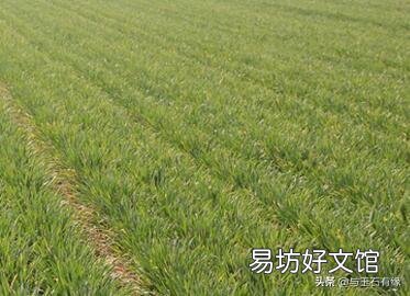 花生收获了以后种植小麦,可以不整地直接播种吗?对产量有啥影响呢?