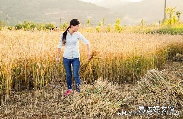 河南小麦眼看快要干死了’哪位高人可以说明原因?为什么会干旱?