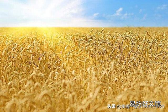 河南小麦眼看快要干死了’哪位高人可以说明原因?为什么会干旱?