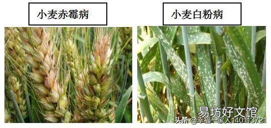 河南小麦眼看快要干死了’哪位高人可以说明原因?为什么会干旱?