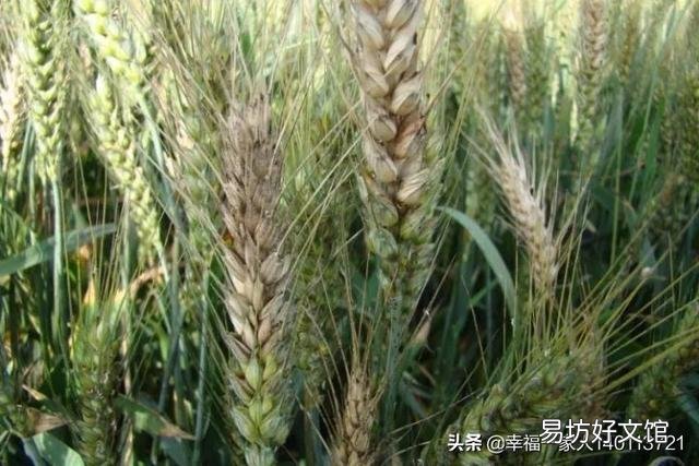 河南小麦眼看快要干死了’哪位高人可以说明原因?为什么会干旱?
