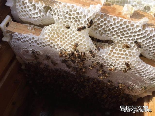 蜜蜂什么时候不蜇人?什么时候爱蜇人?
