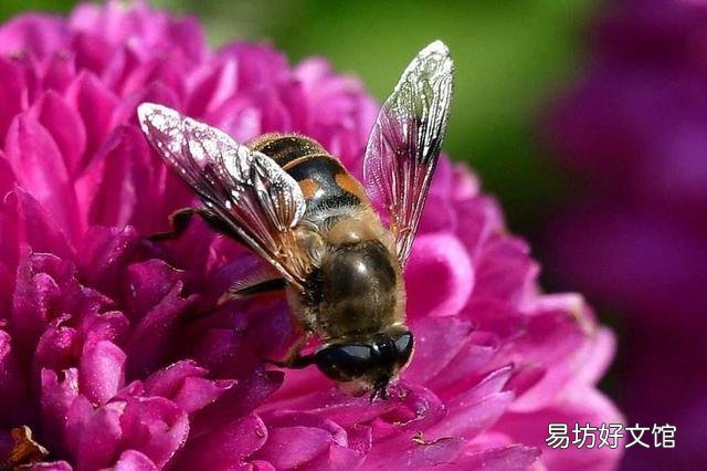 蜜蜂什么时候不蜇人?什么时候爱蜇人?