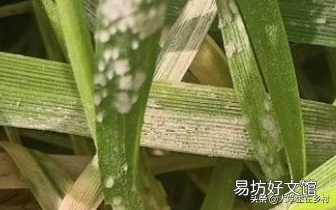小麦白粉病锈病什么时间发生,什么时间喷药?