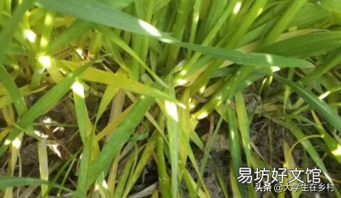 小麦白粉病锈病什么时间发生,什么时间喷药?