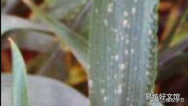 小麦白粉病锈病什么时间发生,什么时间喷药?