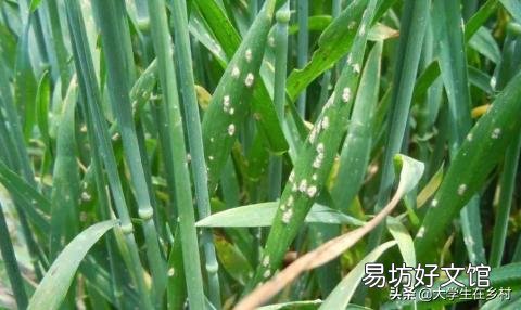 小麦白粉病锈病什么时间发生,什么时间喷药?