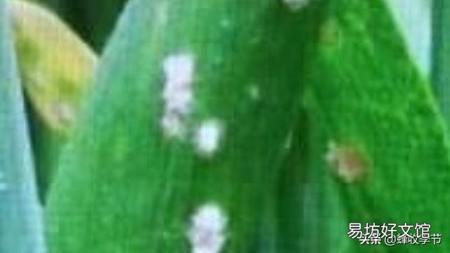 小麦白粉病锈病什么时间发生,什么时间喷药?