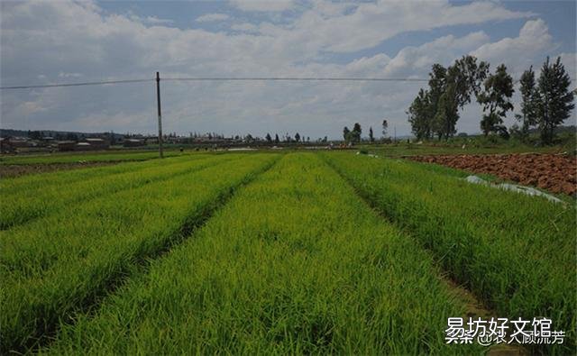 请问农村户口的人没土地怎么办?