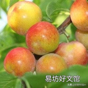 种了五年的三月李,每年都只开花,但不结果,这是怎么回事呢?