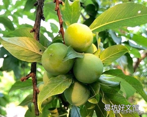 种了五年的三月李,每年都只开花,但不结果,这是怎么回事呢?