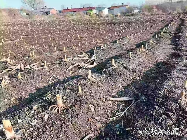 秸秆利用给农民一亩地增收多少?