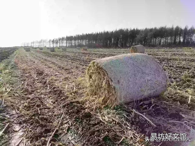 秸秆利用给农民一亩地增收多少?