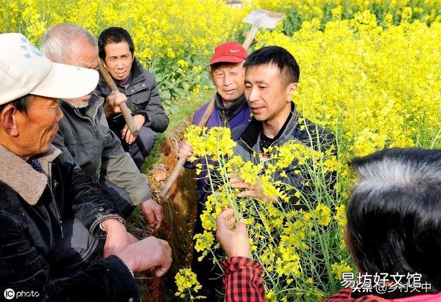 油菜花开的季节,受到狂风暴雨的洗礼,油菜的收成有影响吗?