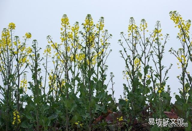 油菜花开的季节,受到狂风暴雨的洗礼,油菜的收成有影响吗?