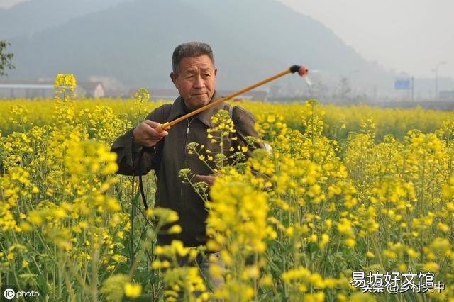 油菜花开的季节,受到狂风暴雨的洗礼,油菜的收成有影响吗?
