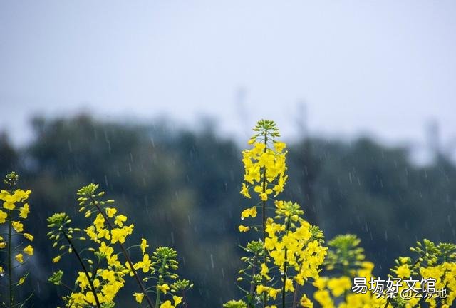 油菜花开的季节,受到狂风暴雨的洗礼,油菜的收成有影响吗?