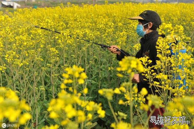 油菜花开的季节,受到狂风暴雨的洗礼,油菜的收成有影响吗?