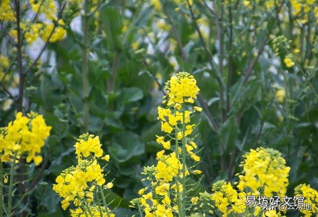 油菜花开的季节,受到狂风暴雨的洗礼,油菜的收成有影响吗?