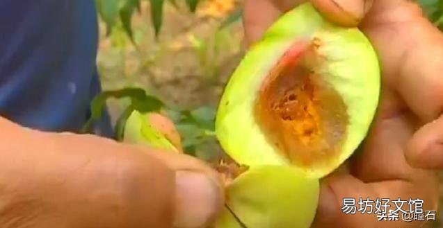 为什么我种植的桃树结果容易生虫?