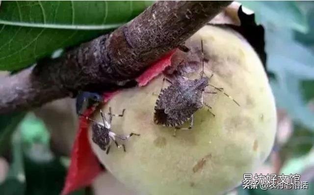 为什么我种植的桃树结果容易生虫?