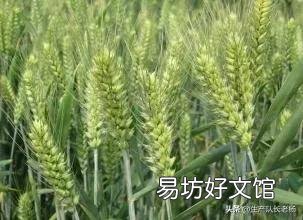 种一百亩小麦成本多少钱,利润多少钱?有什么建议?