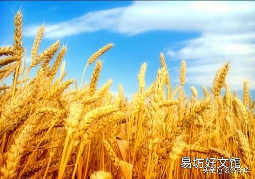 种一百亩小麦成本多少钱,利润多少钱?有什么建议?
