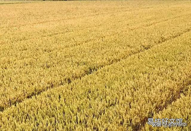 种一百亩小麦成本多少钱,利润多少钱?有什么建议?
