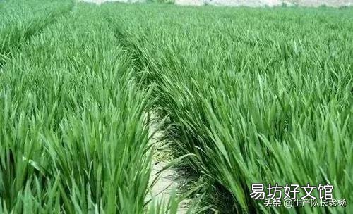 种一百亩小麦成本多少钱,利润多少钱?有什么建议?