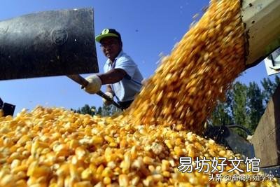 我有5万斤玉米,我想等七月卖,能卖到1.2元一斤吗?