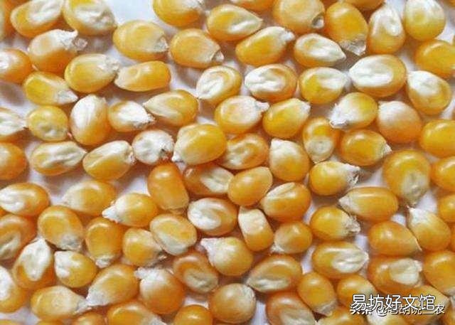 我有5万斤玉米,我想等七月卖,能卖到1.2元一斤吗?