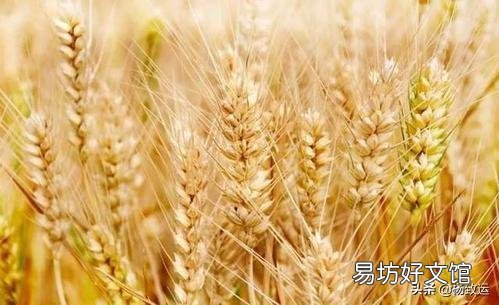 最近给小麦浇水,一亩地用多少尿素为好?