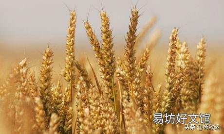 最近给小麦浇水,一亩地用多少尿素为好?