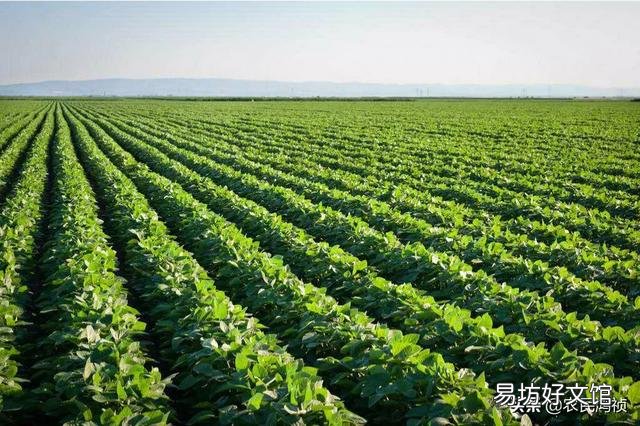 我国大豆放开进口对2020年秋季大豆市场价格是否有影响?