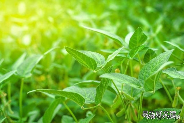 我国大豆放开进口对2020年秋季大豆市场价格是否有影响?