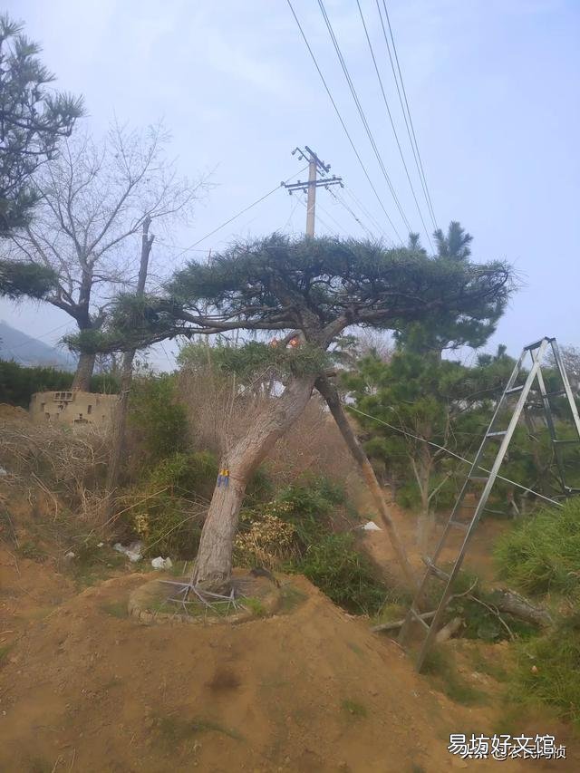 春天了,十几种苗木该往哪销?